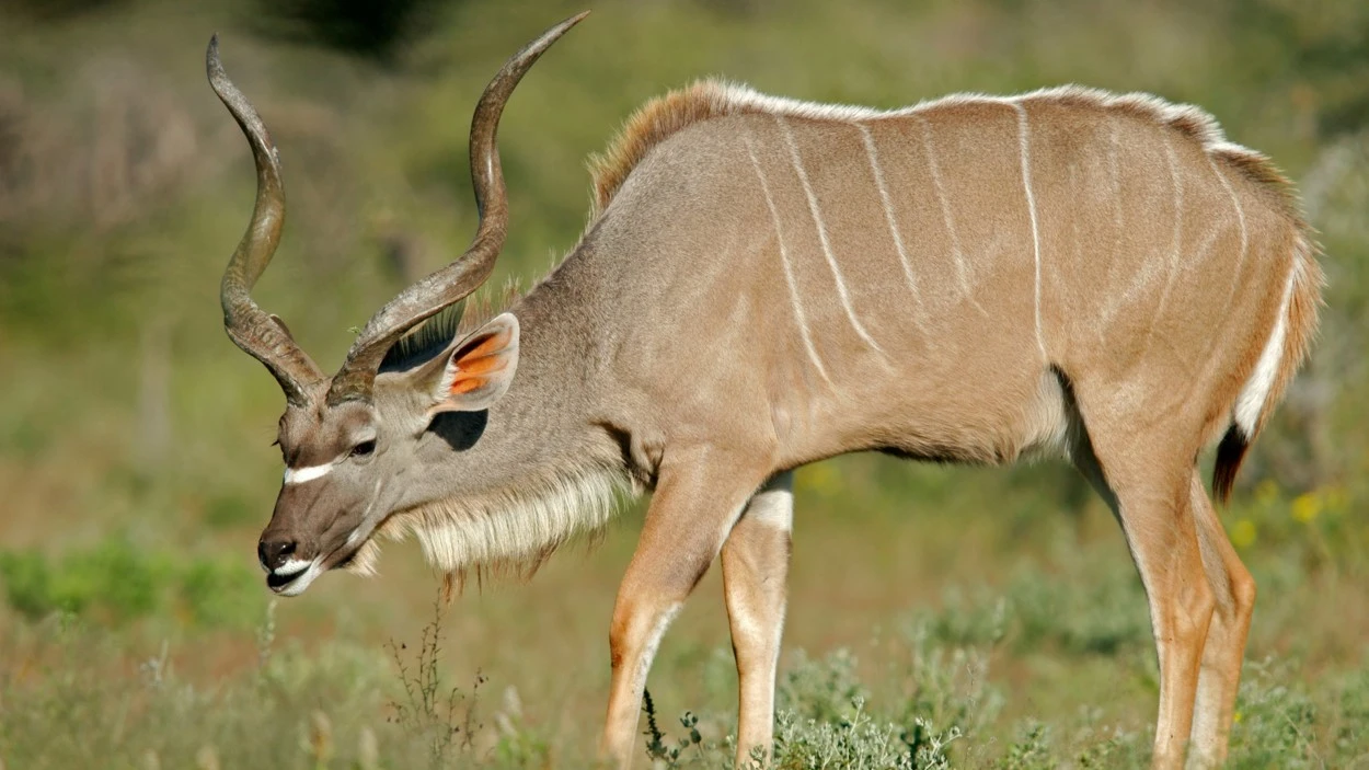 Kudu DT2 169